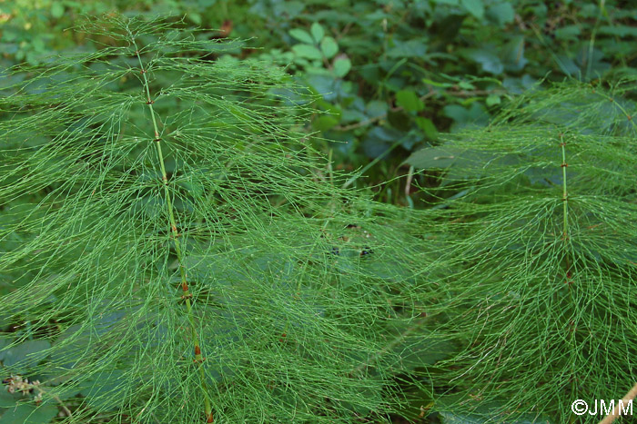 Equisetum sylvaticum