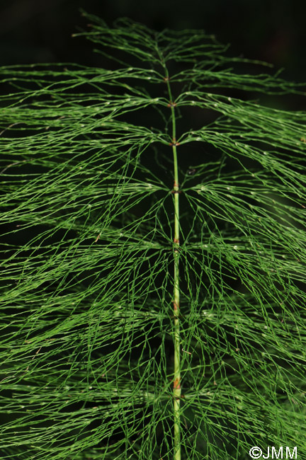 Equisetum sylvaticum