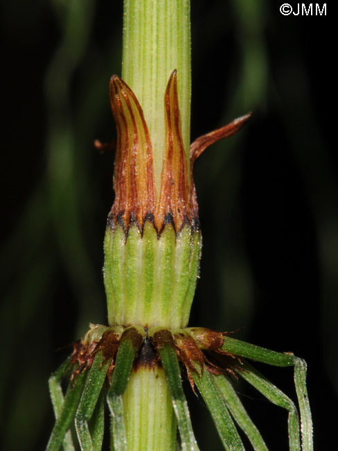 Equisetum sylvaticum