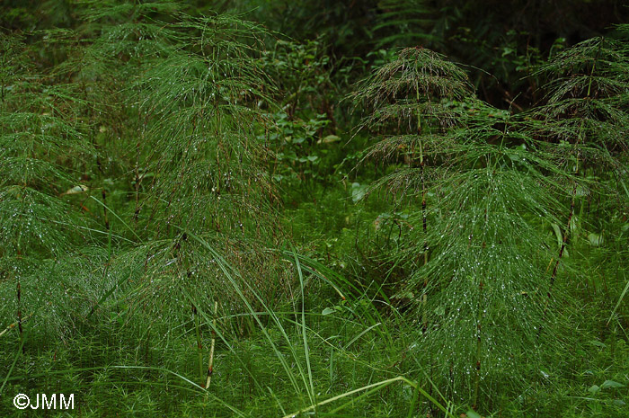 Equisetum sylvaticum