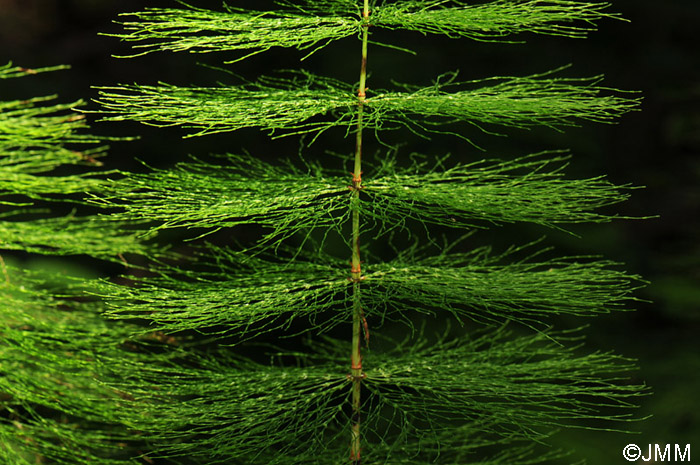 Equisetum sylvaticum