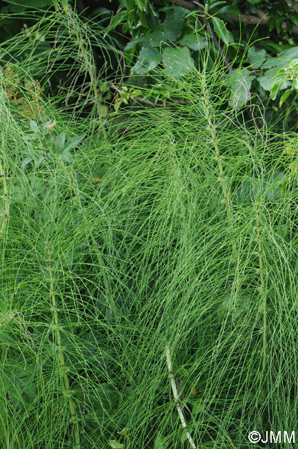 Equisetum telmateia