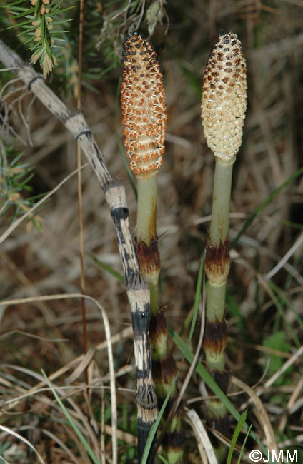 Equisetum telmateia