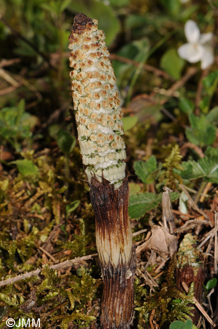 Equisetum telmateia