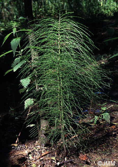 Equisetum telmateia