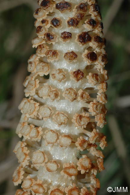 Equisetum telmateia