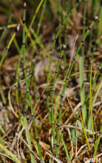 Equisetum variegatum