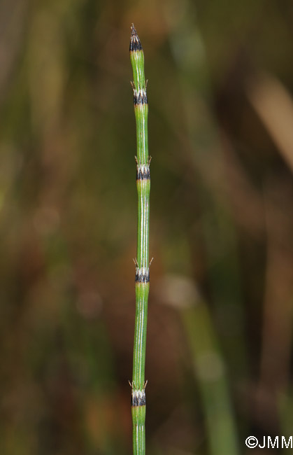 Equisetum variegatum