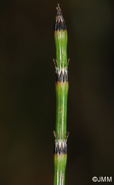 Equisetum variegatum