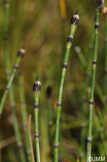 Equisetum variegatum