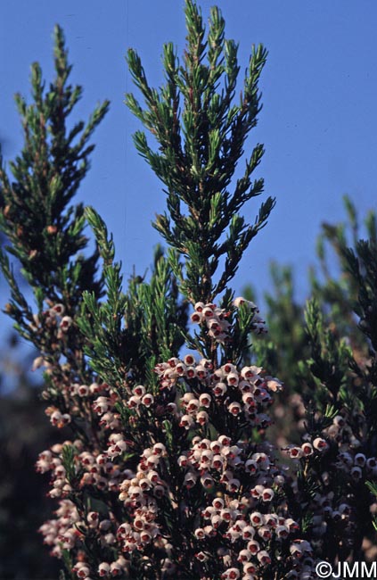 Erica arborea