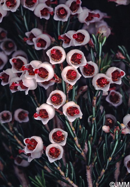 Erica arborea