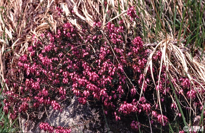 Erica carnea = Erica herbacea