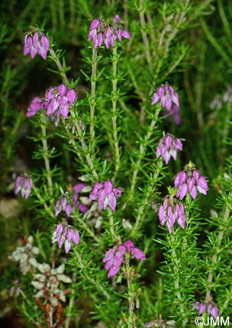 Erica cinerea