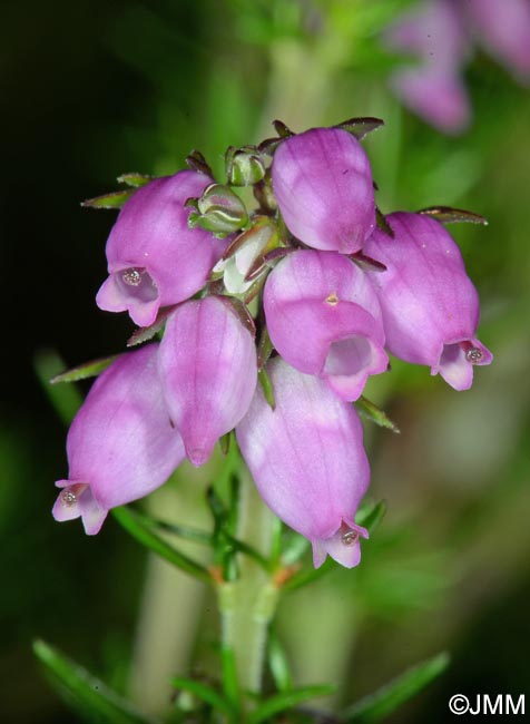 Erica cinerea