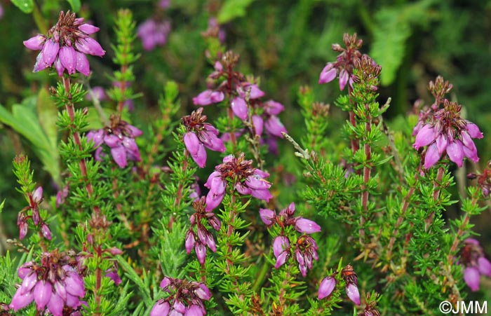 Erica cinerea