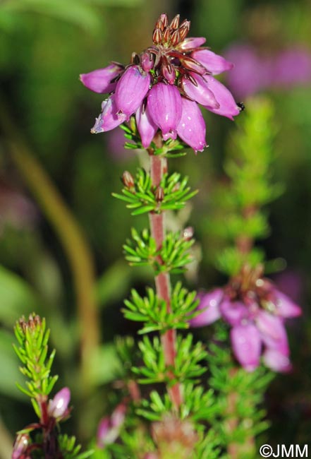 Erica cinerea