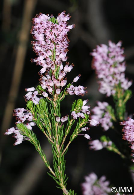 Erica multiflora