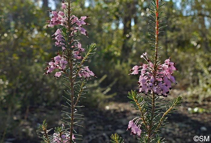 Erica multiflora