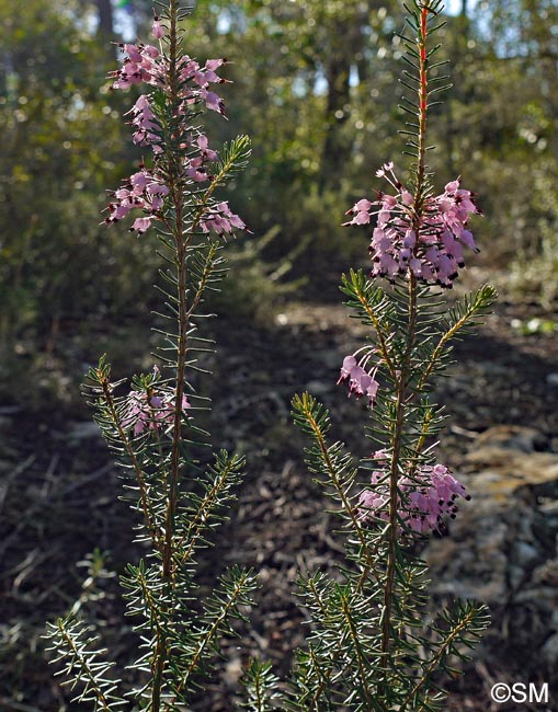 Erica multiflora