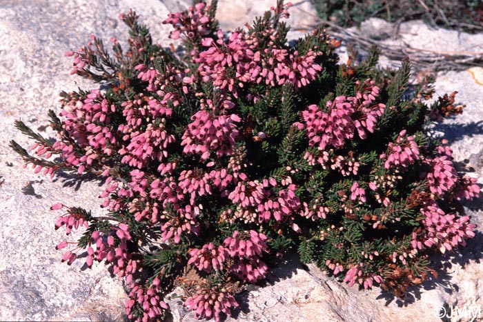 Erica multiflora