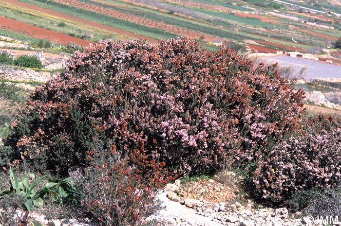 Erica multiflora
