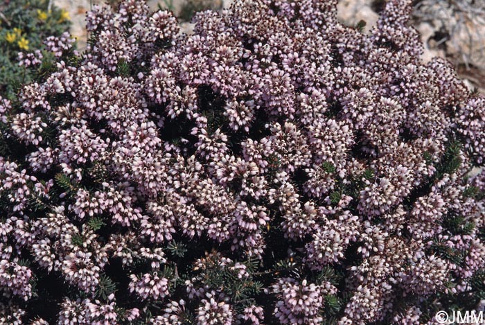 Erica multiflora