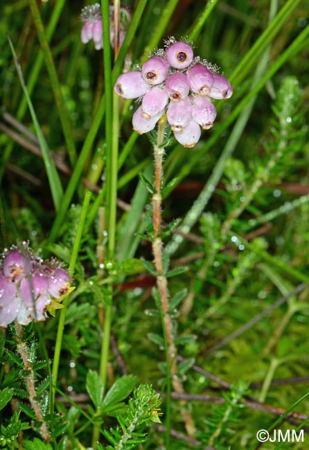 Erica tetralix