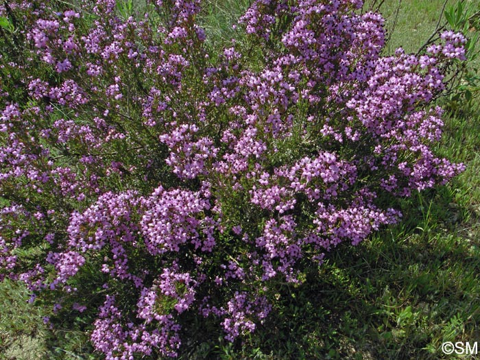 Erica umbellata