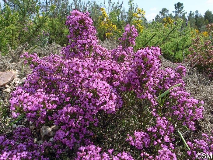 Erica umbellata