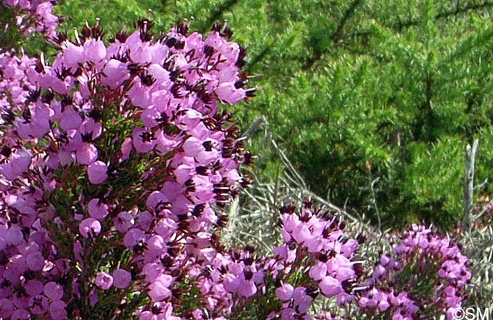 Erica umbellata