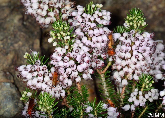 Erica vagans