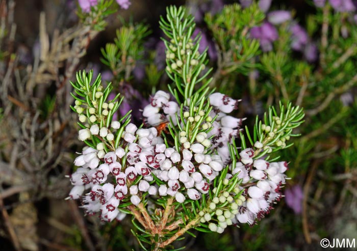 Erica vagans