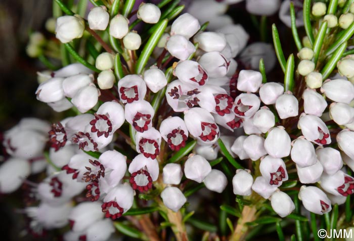 Erica vagans