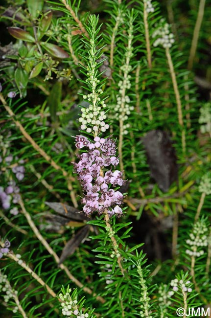 Erica vagans