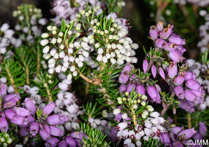 Erica vagans et Erica cinerea