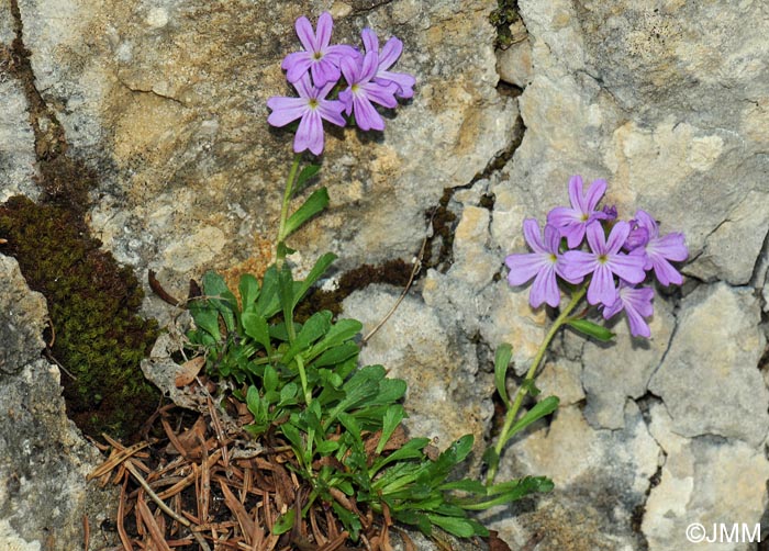 Erinus alpinus