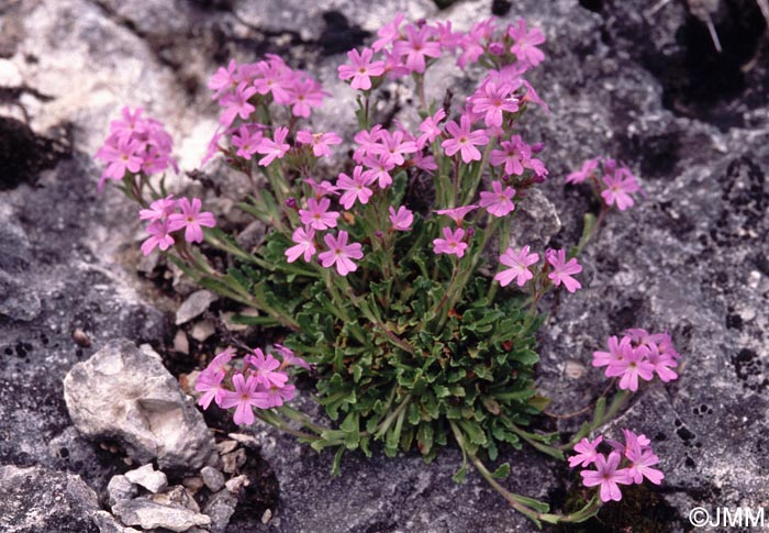 Erinus alpinus