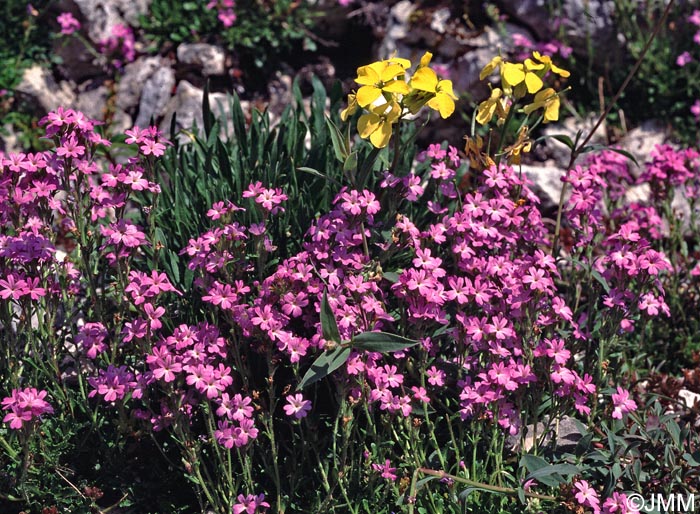 Erinus alpinus & Erysimum ochroleucum