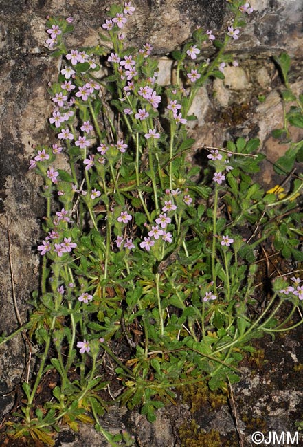 Erinus alpinus var. hirsutus