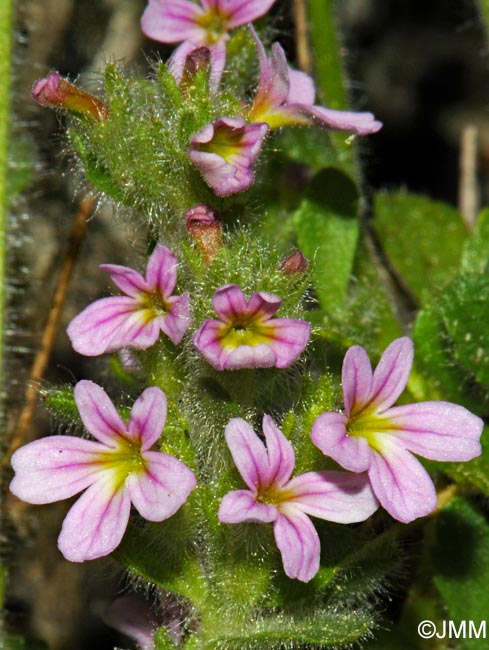 Erinus alpinus var. hirsutus