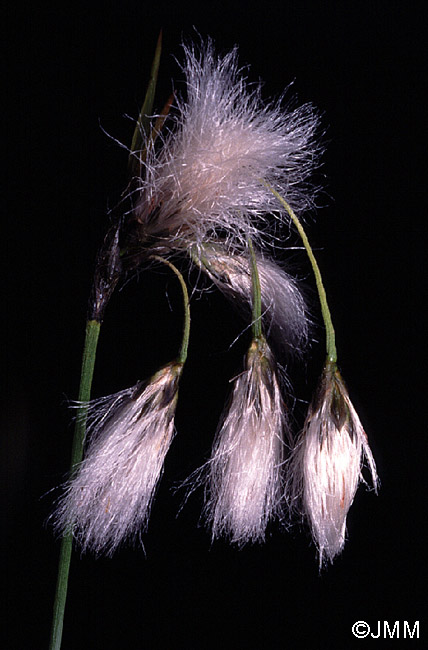 Eriophorum latifolium