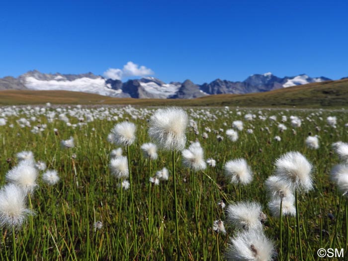 Eriophorum scheuchzeri