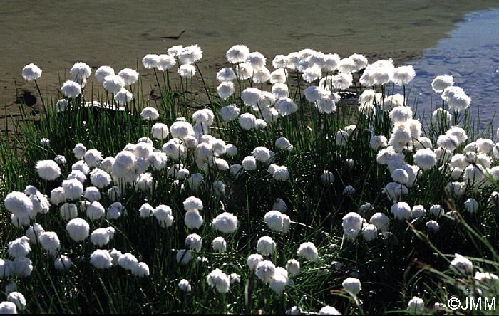 Eriophorum scheuchzeri