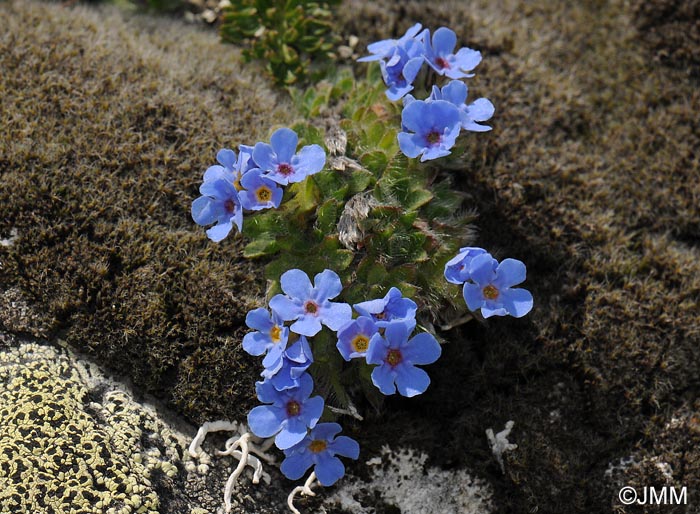 Eritrichium nanum