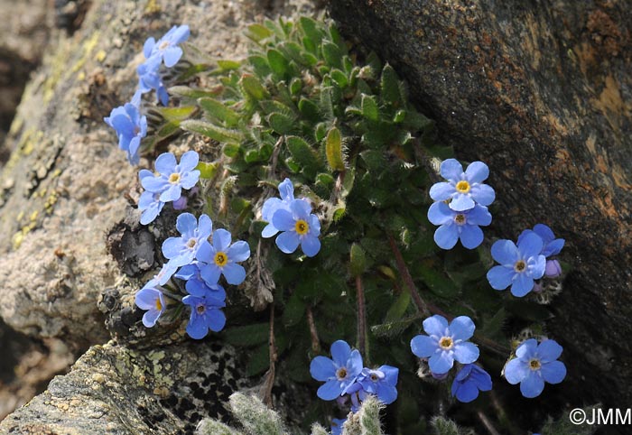 Eritrichium nanum