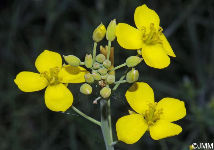 Erucastrum nasturtiifolium = Erucastrum nasturtiifolium subsp. nasturtiifolium