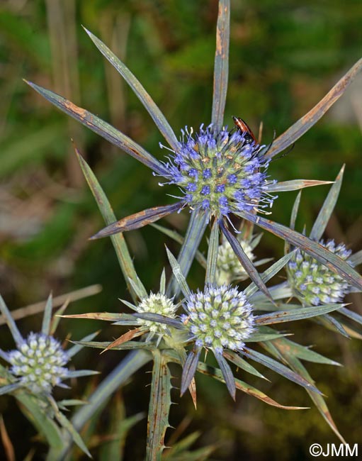 Eryngium amethystinum