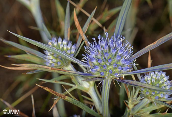 Eryngium amethystinum