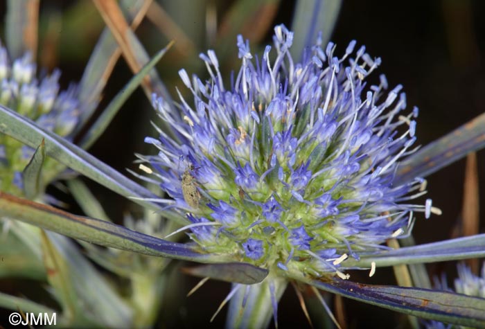 Eryngium amethystinum